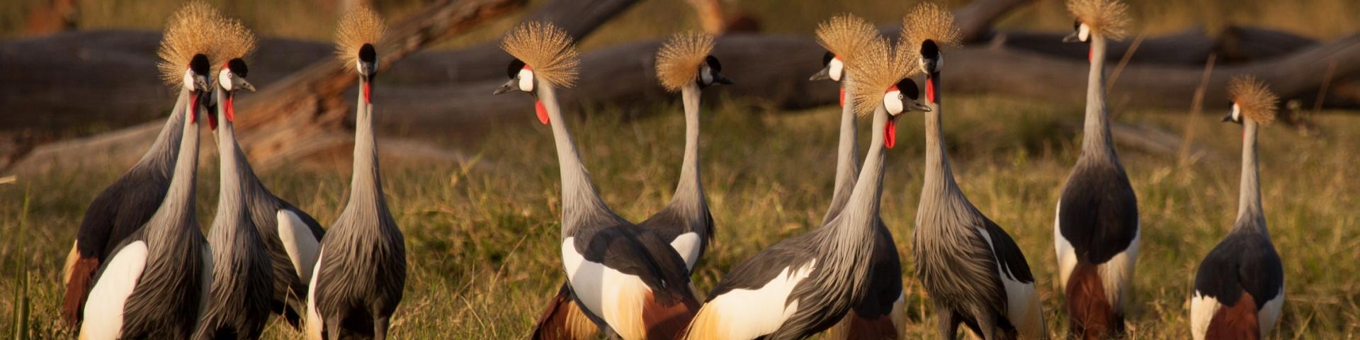 Niesamowity świat ptaków w Kenii - atrakcje przyrodnicze Afryki
